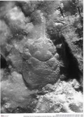 Historisches Foto von Cracensigillatus acutirostris (Moericke, 1889) (NHMW-AFW-GEO-BACHMAYER-FOTO-1990-0041-1066a)